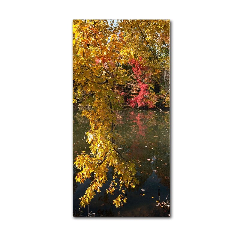 Trademark Kurt Shaffer "Autumn Branches" Gallery-Wrapped Canvas Art, 10" x 19" image 1