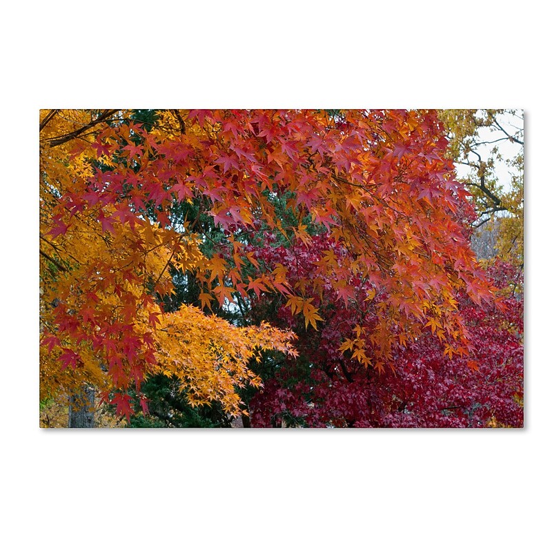 Trademark Kurt Shaffer "Autumn Explosion" Gallery-Wrapped Canvas Art, 22" x 32" image 1