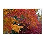 Trademark Kurt Shaffer "Autumn Explosion" Gallery-Wrapped Canvas Art, 22" x 32"~#|#~m001698012_sc7