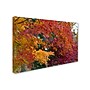 Trademark Kurt Shaffer "Autumn Explosion" Gallery-Wrapped Canvas Art, 22" x 32"~#|#~m001698013_sc7