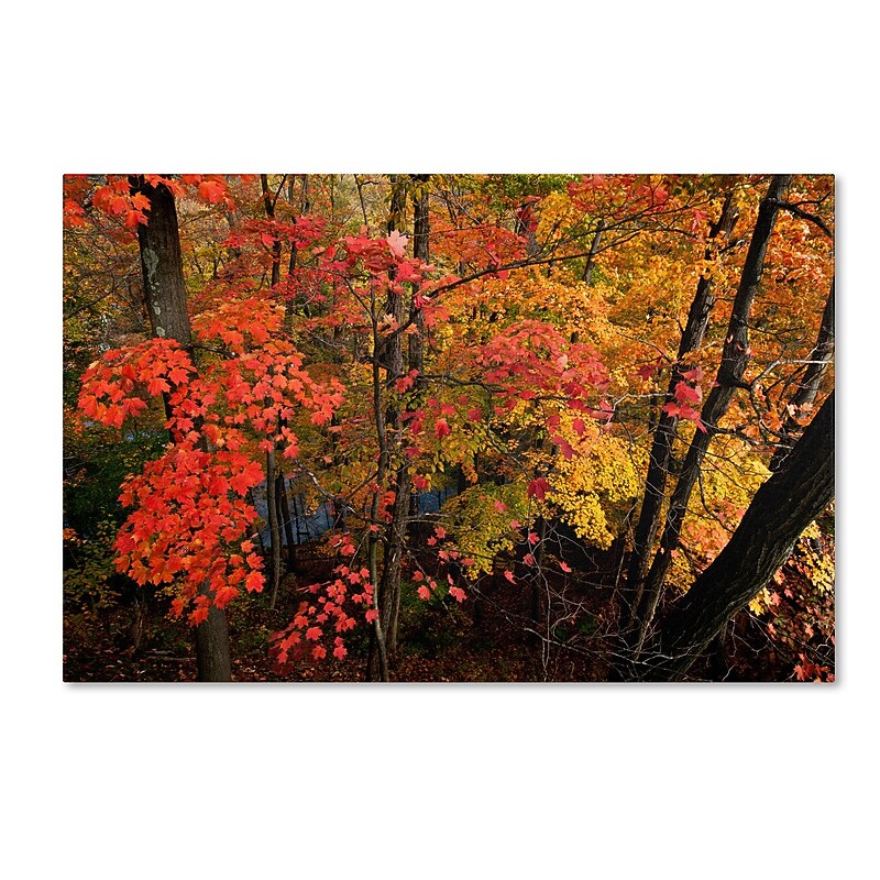 Trademark Kurt Shaffer "Brilliant Autumn Forest" Gallery-Wrapped Canvas Art, 30" x 47" image 1