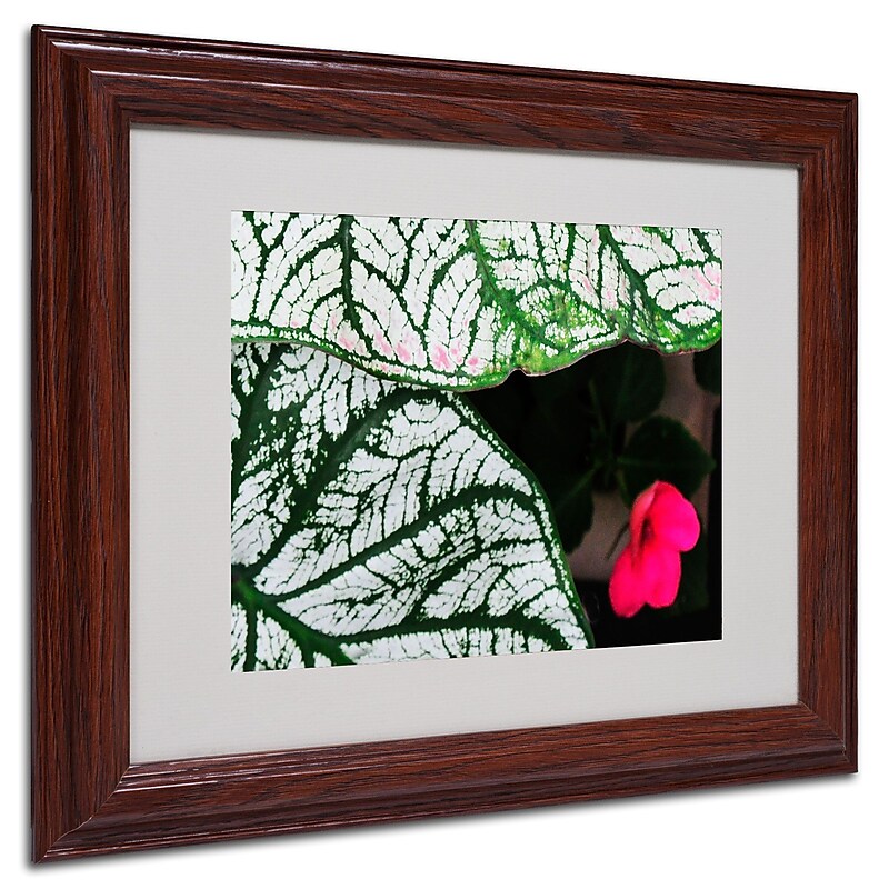 Trademark Kurt Shaffer "Caladium Abstract" Art, White Matte With Wood Frame, 11" x 14" image 1