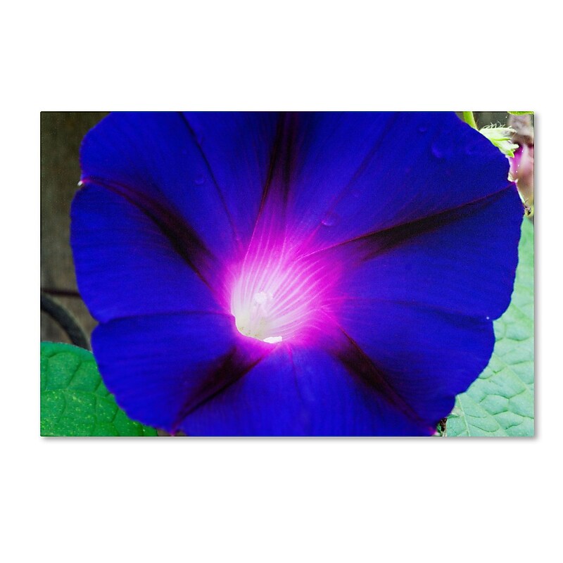 Trademark Kurt Shaffer "Deep Blue Morning Glory" Gallery-Wrapped Canvas Art, 22" x 32" image 1