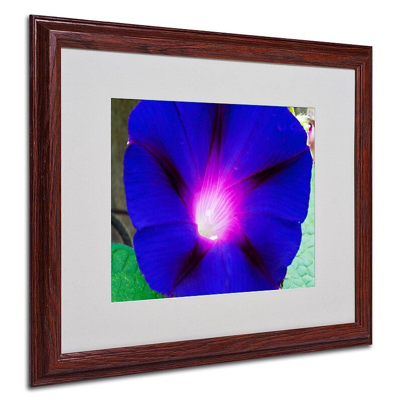 Trademark Kurt Shaffer "Deep Blue Morning Glory" Art, White Matte With Wood Frame, 16" x 20" image 1