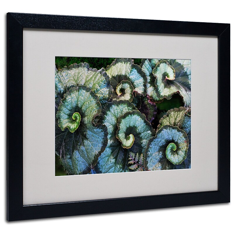 Trademark Kurt Shaffer "Escargo Begonia Leaves" Art, White Matte With Black Frame, 16" x 20" image 1