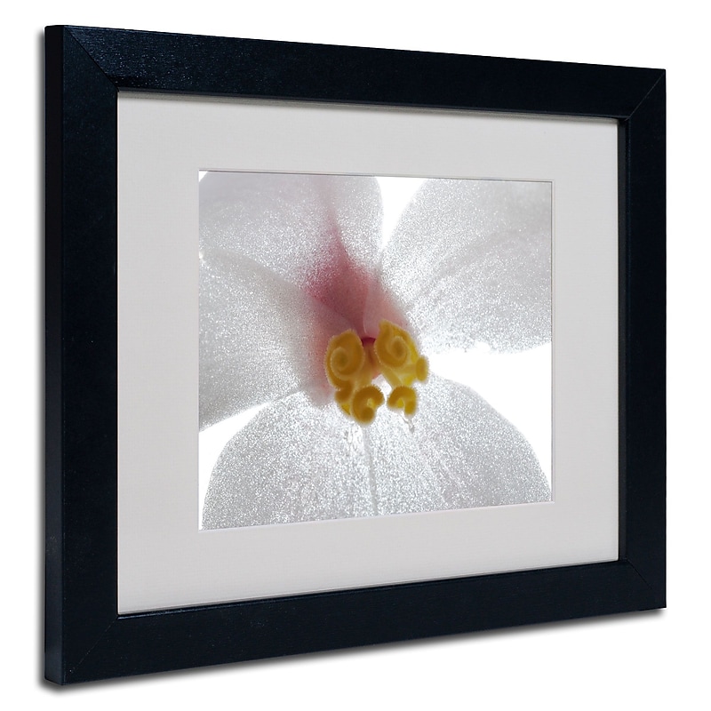 Trademark Kurt Shaffer "Escargo Begonia" Art, White Matte With Black Frame, 11" x 14" image 1
