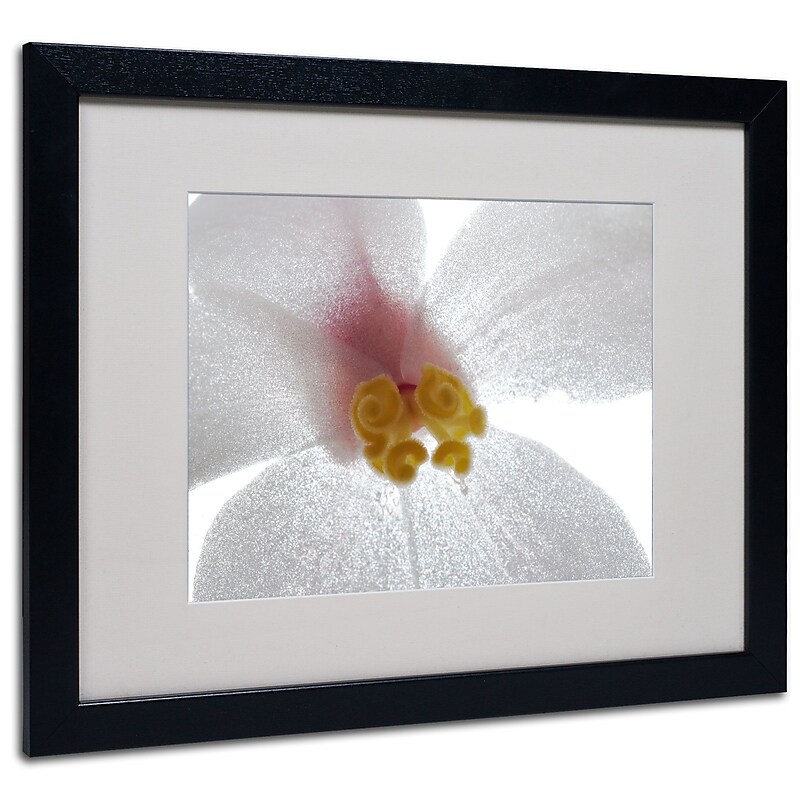 Trademark Kurt Shaffer "Escargo Begonia" Art, White Matte With Black Frame, 16" x 20" image 1