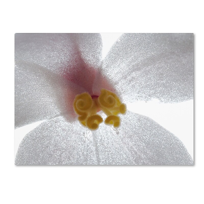 Trademark Kurt Shaffer "Escargo Begonia" Gallery-Wrapped Canvas Art, 35" x 47" image 1