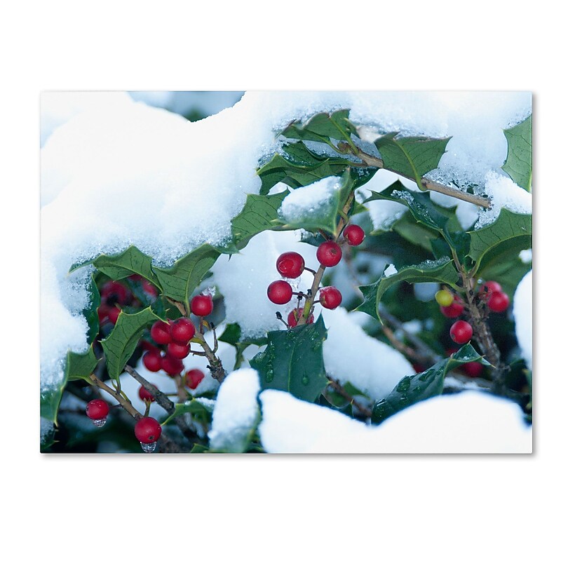 Trademark Kurt Shaffer "Holly in the Snow" Gallery-Wrapped Canvas Art, 18" x 24" image 1