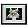 Trademark Kurt Shaffer "Irridesence" Art, White Matte With Black Frame, 16" x 20"~#|#~m001698261_sc7