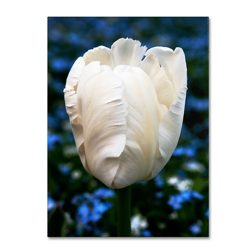 Trademark Kurt Shaffer "Parrot Tulip" Gallery-Wrapped Canvas Art, 24" x 32" image 1