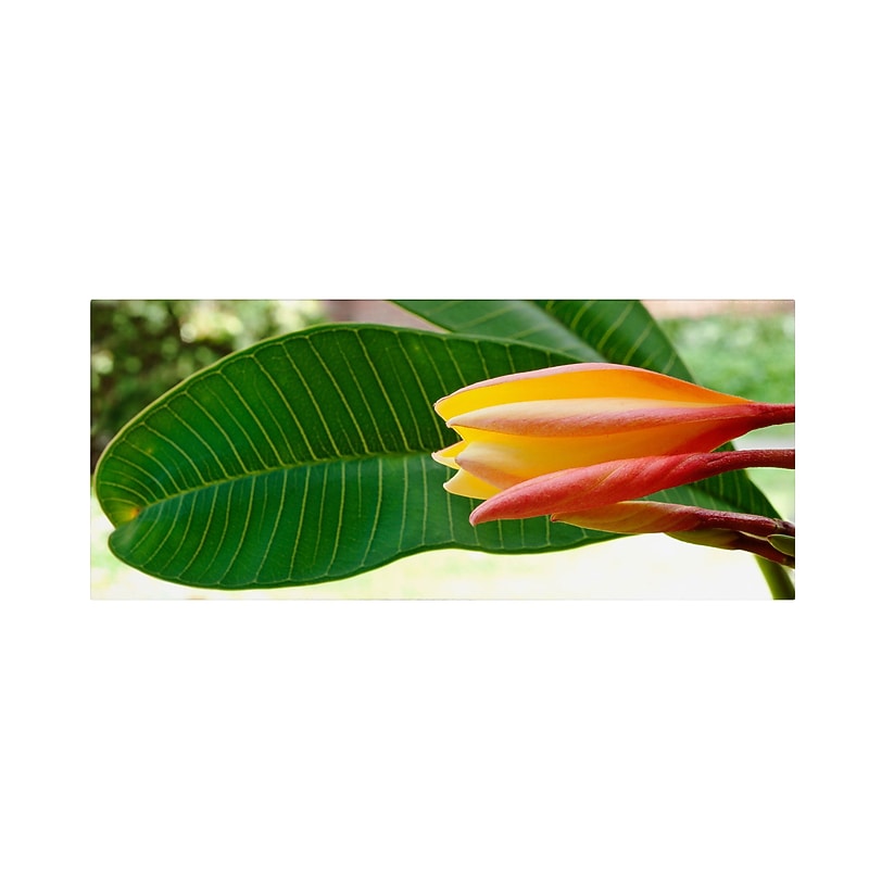 Trademark Kurt Shaffer "Plumeria Opening" Gallery-Wrapped Canvas Art, 8" x 19" image 1