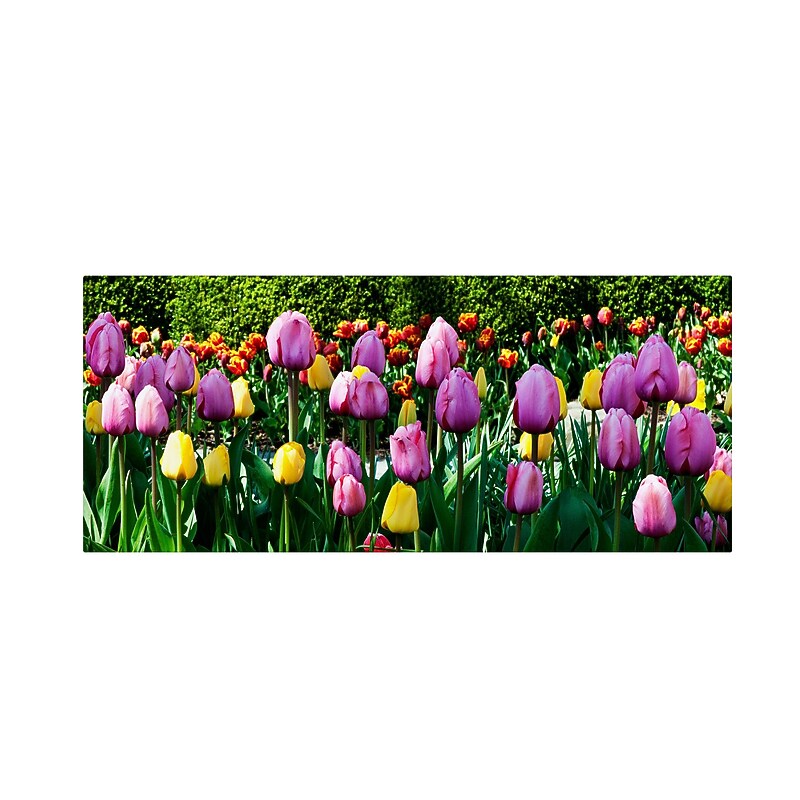 Trademark Kurt Shaffer "Row of Tulips" Gallery-Wrapped Canvas Art, 20" x 47" image 1