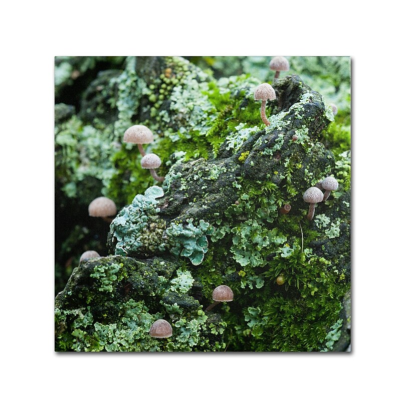 Trademark Kurt Shaffer "Tiny Mushroom Forest" Gallery-Wrapped Canvas Art, 14" x 14" (KS542-C1414GG) image 1