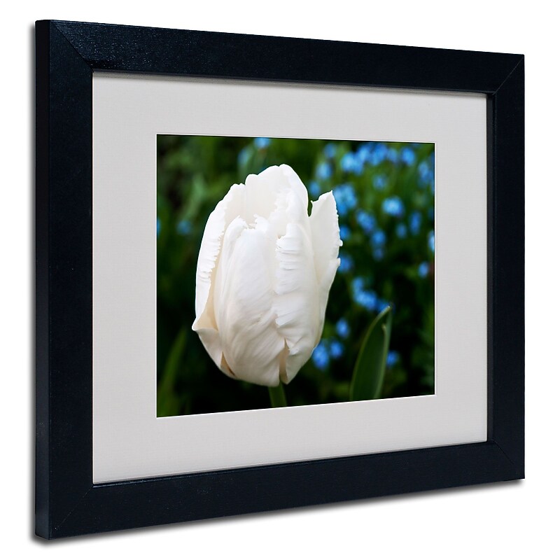 Trademark Kurt Shaffer "White Parrot Tulip II" Art, White Matte With Black Frame, 11" x 14" image 1