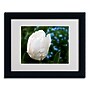 Trademark Kurt Shaffer "White Parrot Tulip II" Art, White Matte With Black Frame, 11" x 14"~#|#~m001698315_sc7