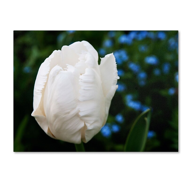 Trademark Kurt Shaffer "White Parrot Tulip II" Gallery-Wrapped Canvas Art, 24" x 32" image 1