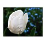 Trademark Kurt Shaffer "White Parrot Tulip II" Gallery-Wrapped Canvas Art, 24" x 32"~#|#~m001698319_sc7