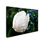 Trademark Kurt Shaffer "White Parrot Tulip II" Gallery-Wrapped Canvas Art, 24" x 32"~#|#~m001698320_sc7