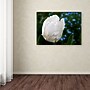 Trademark Kurt Shaffer "White Parrot Tulip II" Gallery-Wrapped Canvas Art, 24" x 32"~#|#~m001698321_sc7