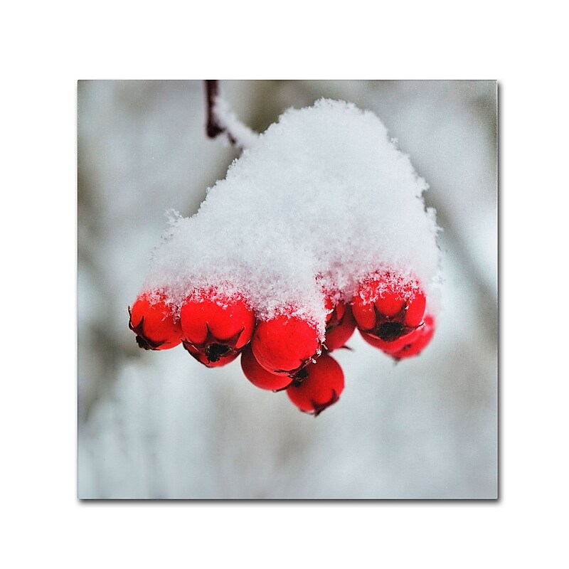 Trademark Kurt Shaffer "Winter Berry Close-Up" Gallery-Wrapped Canvas Art, 14" x 14" image 1