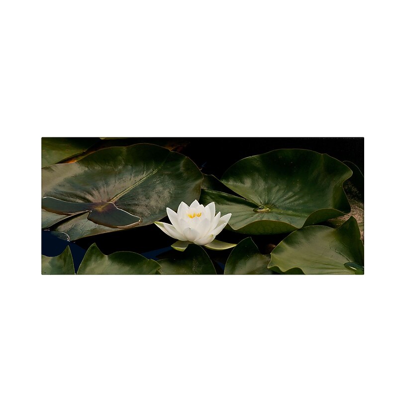 Trademark Kurt Shaffer "Zen Lily" Gallery-Wrapped Canvas Art, 10" x 24" image 1