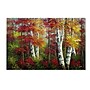 Trademark Rio "Indian Summer" Gallery-Wrapped Canvas Art, 16" x 24"~#|#~m001698599_sc7