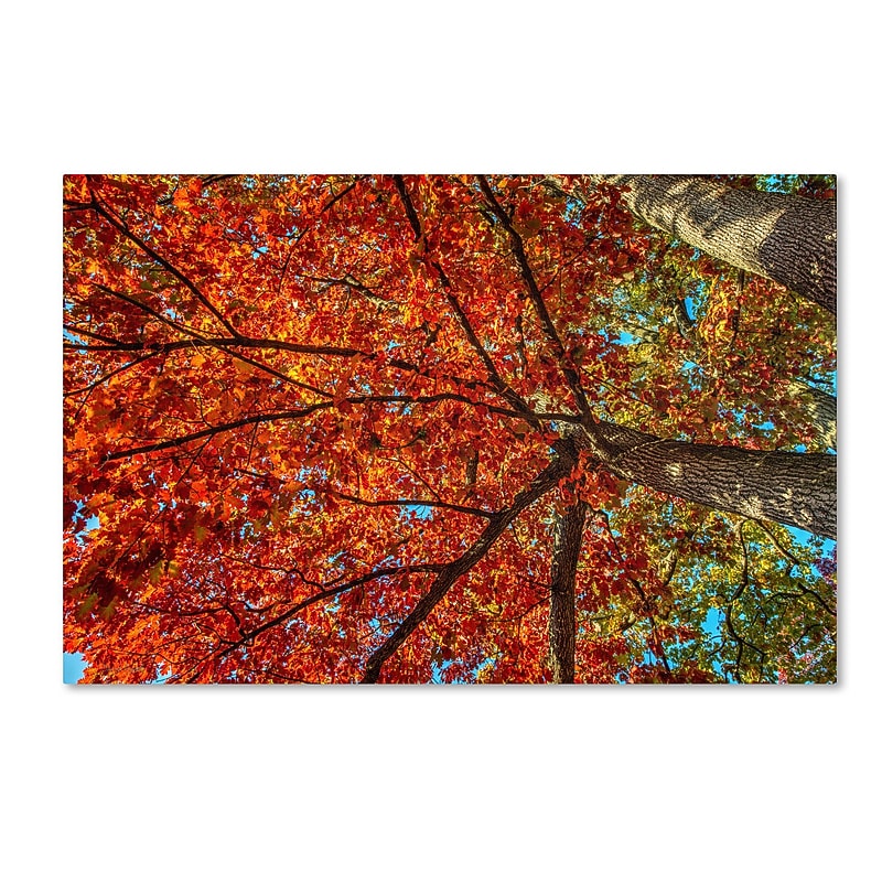 Trademark David Ayash "New York Fall-II" Gallery-Wrapped Canvas Art, 12" x 19" image 1