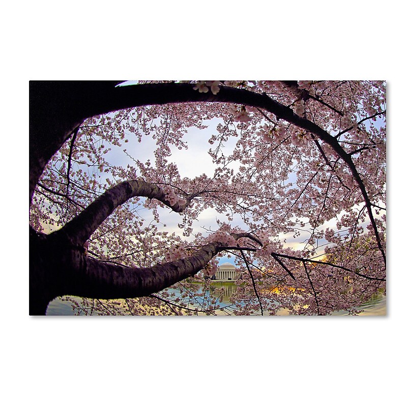 Trademark CATeyes "Cherry Blossoms 2014-1" Gallery-Wrapped Canvas Art, 16" x 24" image 1