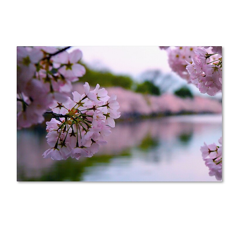 Trademark CATeyes "Cherry Blossoms 2014-2" Gallery-Wrapped Canvas Art, 16" x 24" image 1