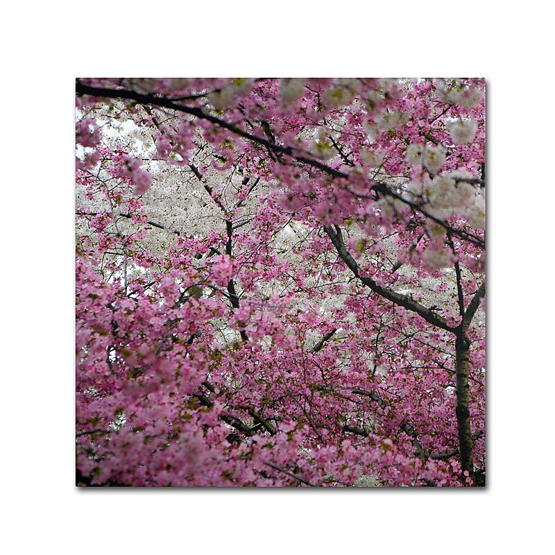 Trademark CATeyes "Cherry Blossoms 2014-3" Gallery-Wrapped Canvas Art, 14" x 14" image 1