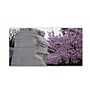 Trademark CATeyes "Cherry Blossoms 2014-5" Gallery-Wrapped Canvas Art, 24" x 47"~#|#~m001702704_sc7