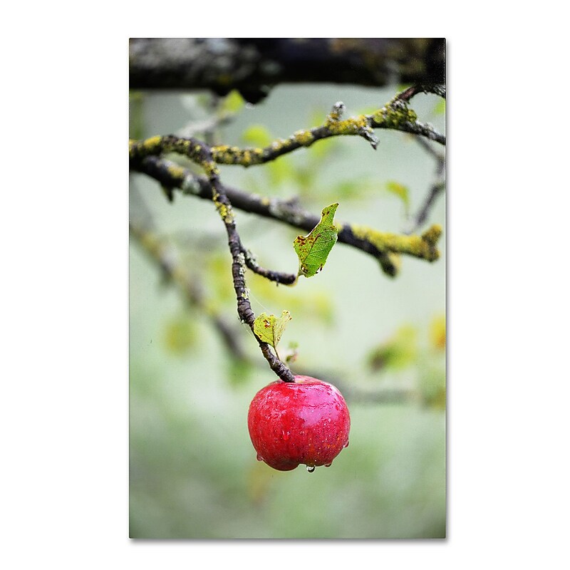 Trademark Philippe Sainte-Laudy "Adam" Gallery-Wrapped Canvas Art, 12" x 19" image 1