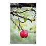 Trademark Philippe Sainte-Laudy "Adam" Gallery-Wrapped Canvas Art, 12" x 19"~#|#~m001703123_sc7