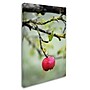 Trademark Philippe Sainte-Laudy "Adam" Gallery-Wrapped Canvas Art, 12" x 19"~#|#~m001703124_sc7
