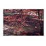 Trademark Philippe Sainte-Laudy "Autumn Serenade" Gallery-Wrapped Canvas Art, 30" x 47"~#|#~m001703149_sc7