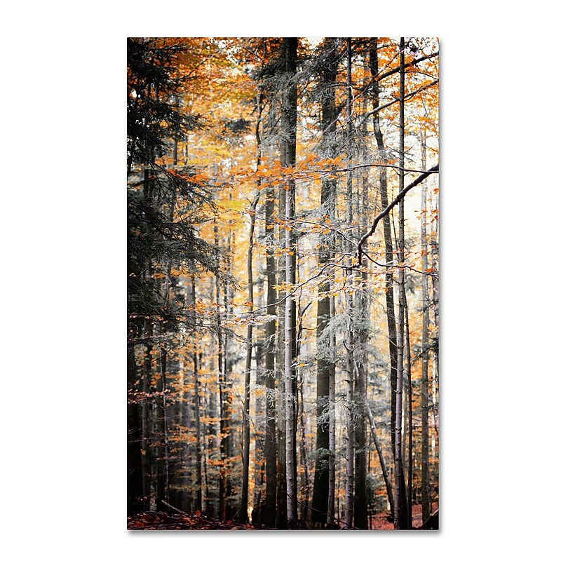 Trademark Philippe Sainte-Laudy "Autumn Tones" Gallery-Wrapped Canvas Art, 22" x 32" image 1