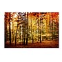 Trademark Philippe Sainte-Laudy "Brilliant Fall Color" Gallery-Wrapped Canvas Art, 12" x 19"~#|#~m001703188_sc7