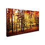 Trademark Philippe Sainte-Laudy "Brilliant Fall Color" Gallery-Wrapped Canvas Art, 12" x 19"~#|#~m001703189_sc7