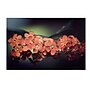 Trademark Philippe Sainte-Laudy "Flowers Waiting" Gallery-Wrapped Canvas Art, 22" x 32"~#|#~m001703227_sc7