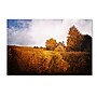 Trademark Philippe Sainte-Laudy "Light in Vineyards" Gallery-Wrapped Canvas Art, 22" x 32"~#|#~m001703266_sc7