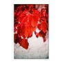 Trademark Philippe Sainte-Laudy "Red is On" Gallery-Wrapped Canvas Art, 22" x 32"~#|#~m001703396_sc7