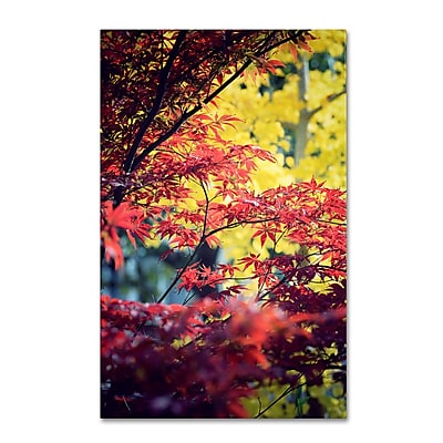 Red vs Yellow by Philippe Sainte-Laudy Black Frame 11x14-Inch