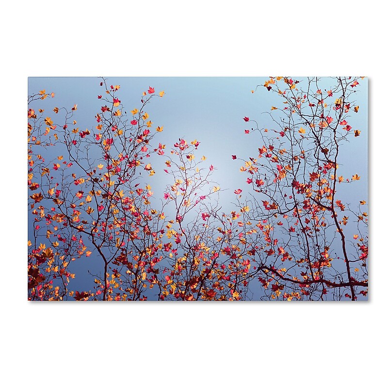 Trademark Philippe Sainte-Laudy "Reprieve" Gallery-Wrapped Canvas Art, 16" x 24" image 1