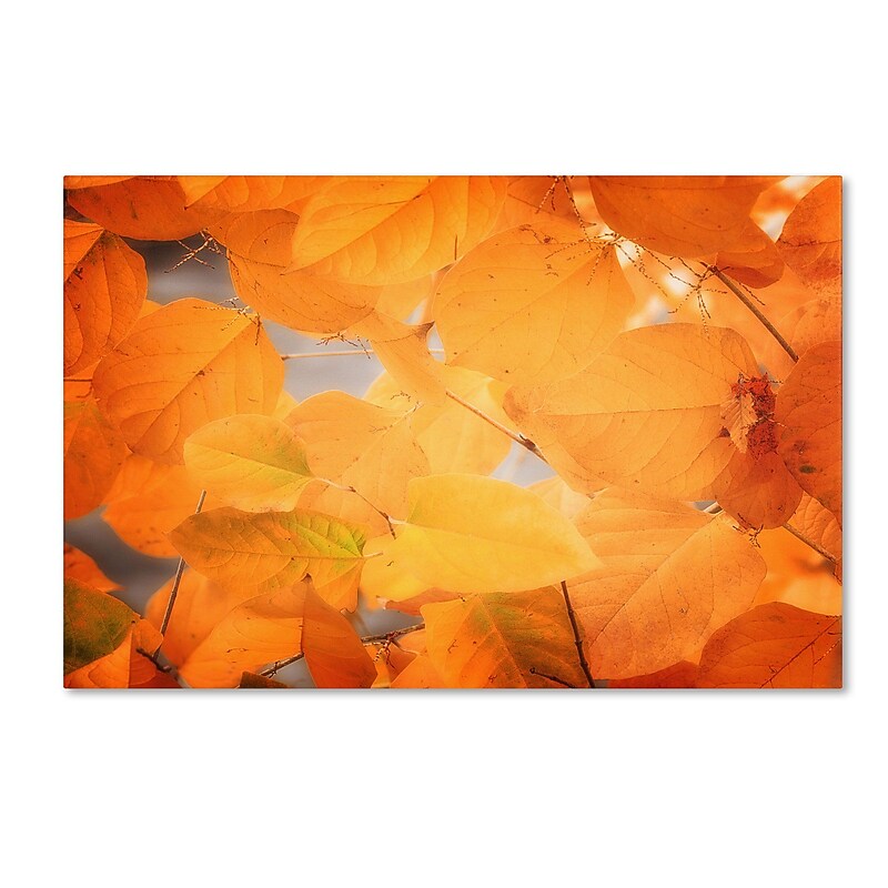 Trademark Philippe Sainte-Laudy "Seasonal Leaves" Gallery-Wrapped Canvas Art, 12" x 19" image 1