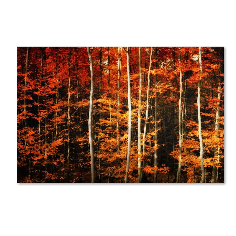 Trademark Philippe Sainte-Laudy "Still Painting" Gallery-Wrapped Canvas Art, 12" x 19" image 1