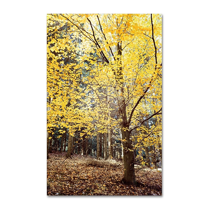 Trademark Philippe Sainte-Laudy "Yellow Fall" Gallery-Wrapped Canvas Art, 22" x 32" image 1