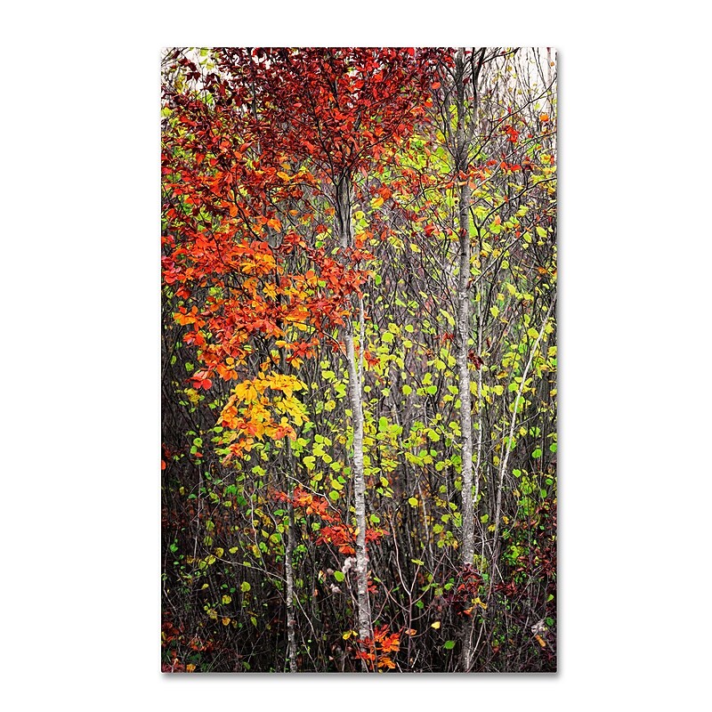 Trademark Philippe Sainte-Laudy "Colour Touch" Gallery-Wrapped Canvas Art, 22" x 32" image 1