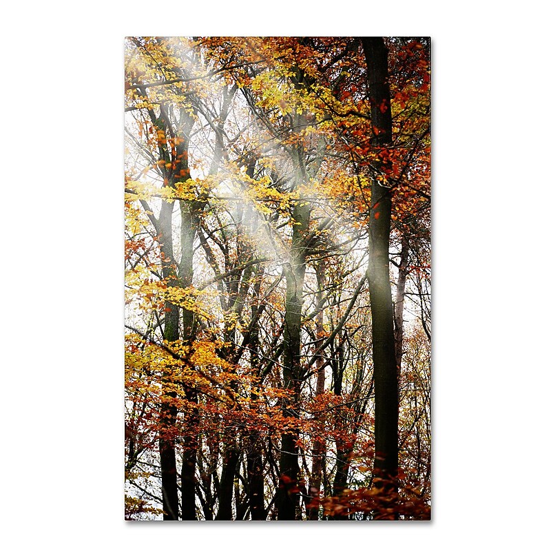 Trademark Philippe Sainte-Laudy "Just the Light" Gallery-Wrapped Canvas Art, 16" x 24" image 1