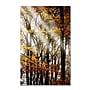 Trademark Philippe Sainte-Laudy "Just the Light" Gallery-Wrapped Canvas Art, 16" x 24"~#|#~m001703760_sc7
